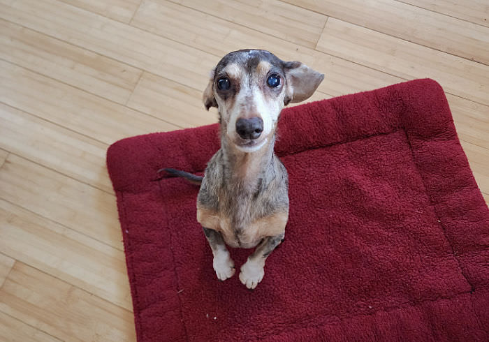 Why Do Dachshunds Sit Up on Their Hind Legs and Is It Bad?