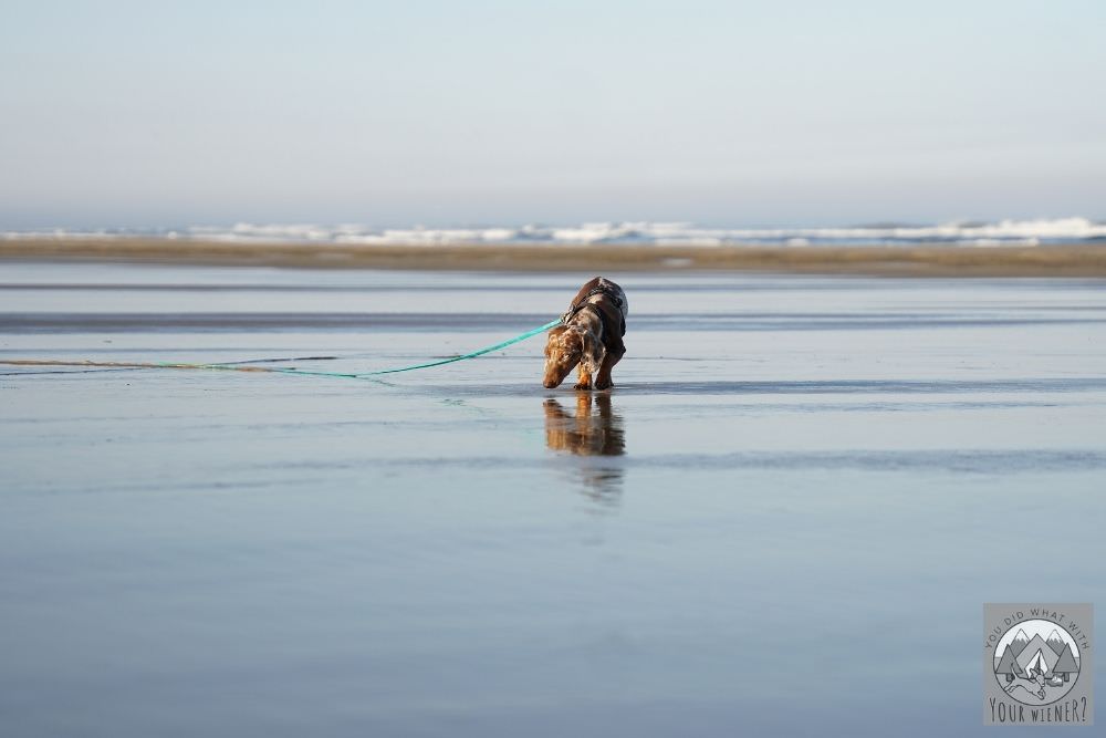 Dachshund Sniffing in Water