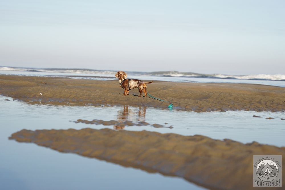 Dachshund Standing on Beach