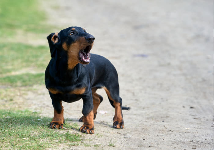Why Does My Dachshund Bark So Much and How Can I Stop It?