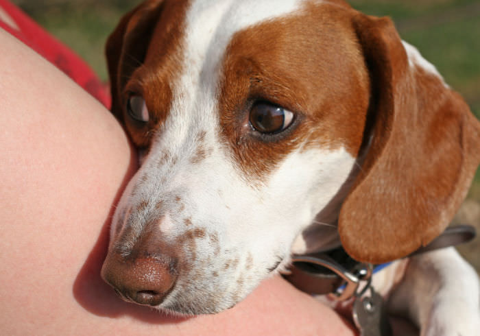 15 Signs Your Dachshund is Stressed Out (and What to Do About It)