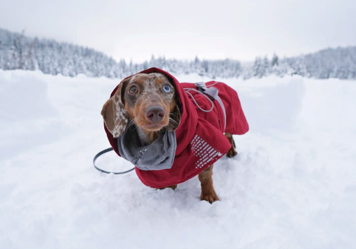 How to Get Your Dachshund to Walk in a Harness or Jacket