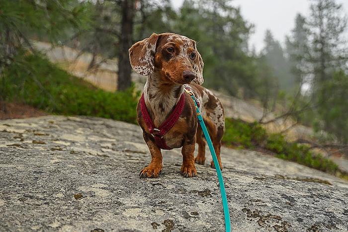 Could My Dachshund Have a Luxating Patella?