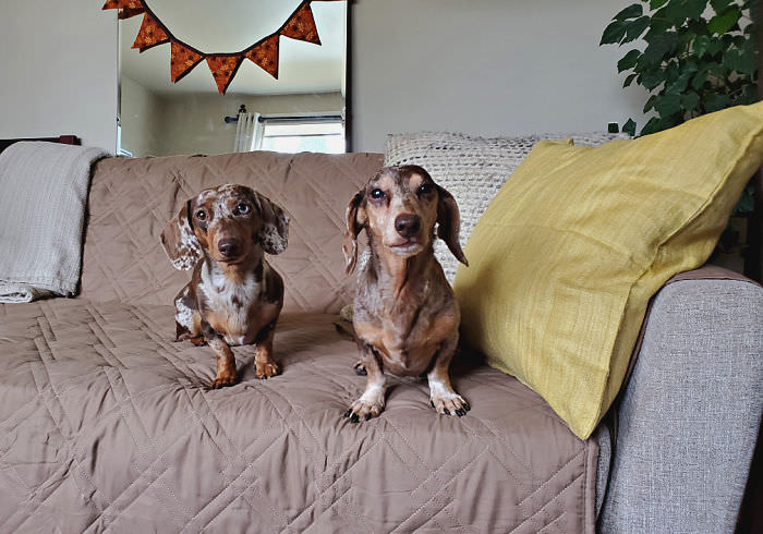 Two miniature Dachshund sitting on a couch
