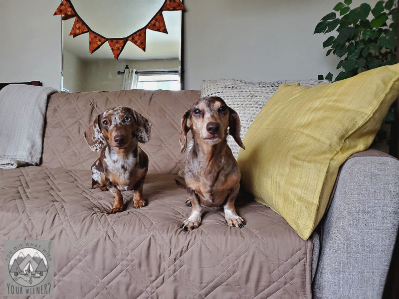 Two dapple Dachshund sitting on a couch looking at the camera