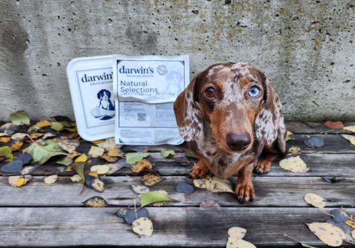 Darwin’s Natural Raw Dog Food Review