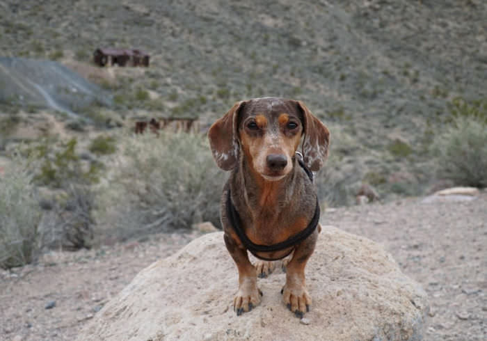 Top 3 Things to Do with Your Dog in Death Valley National Park
