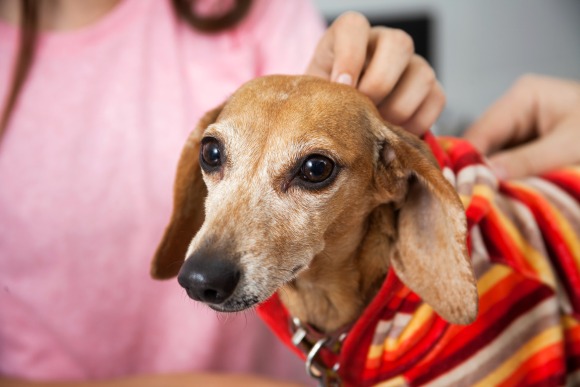 Dachshund