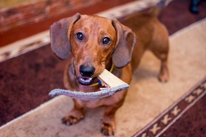 A dog with separation anxiety may chew stuff when you are gone