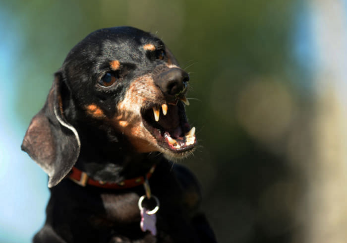 Why Are Small Dogs So Aggressive?