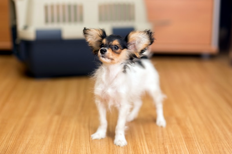 A crate can help a dog with separation anxiety