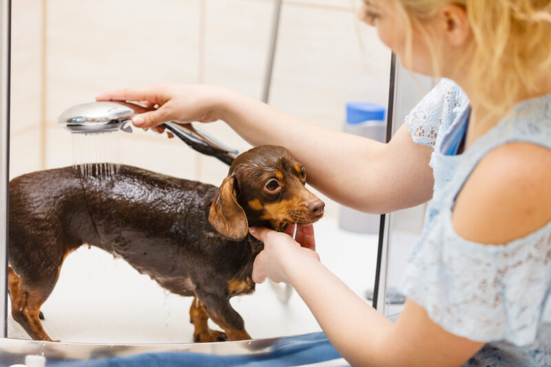 dog in bath