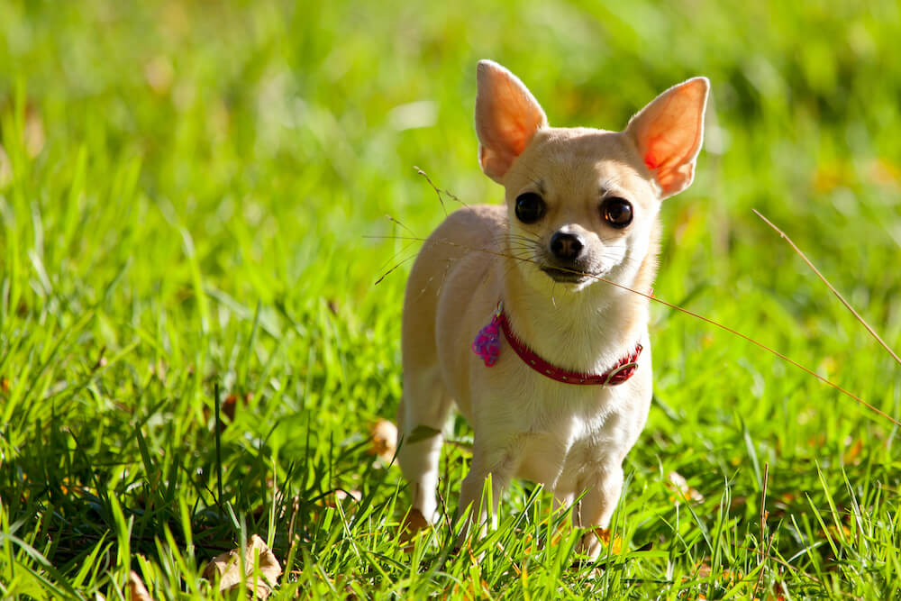 dog playing in field