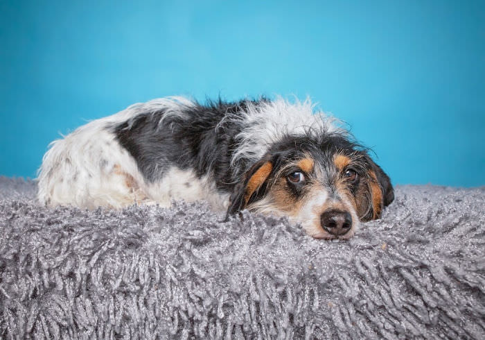 9 Signs Your Dachshund Isn’t Getting Enough Exercise