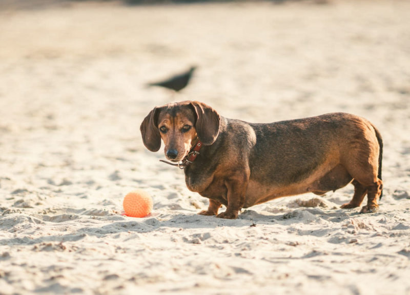 Overweight brown Dachshund on the beach with a ball