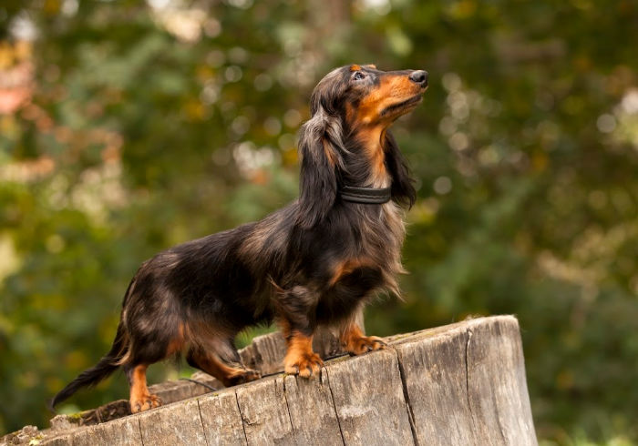 What’s the Minimum Amount of Exercise My Dachshund Needs?