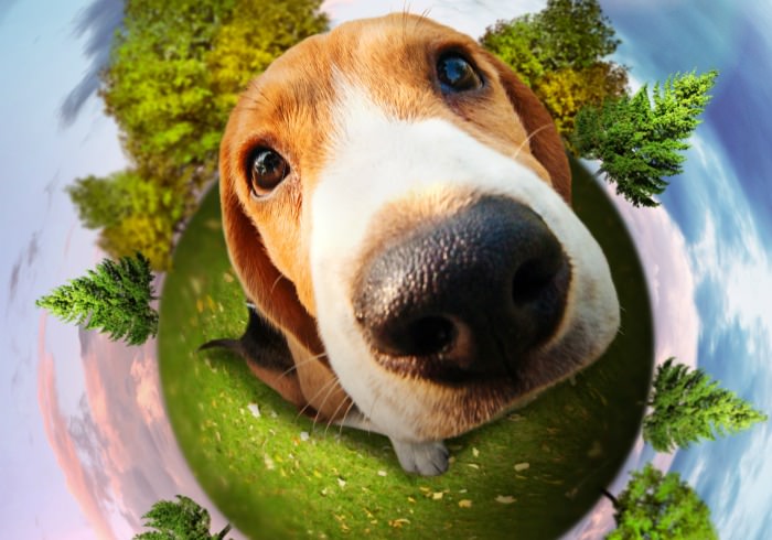 7 Ways to Go Green With Your Dog on Earth Day