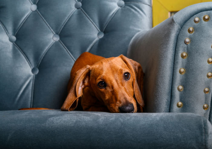 Dachshund Peeing in the House? It Might Be Separation Anxiety