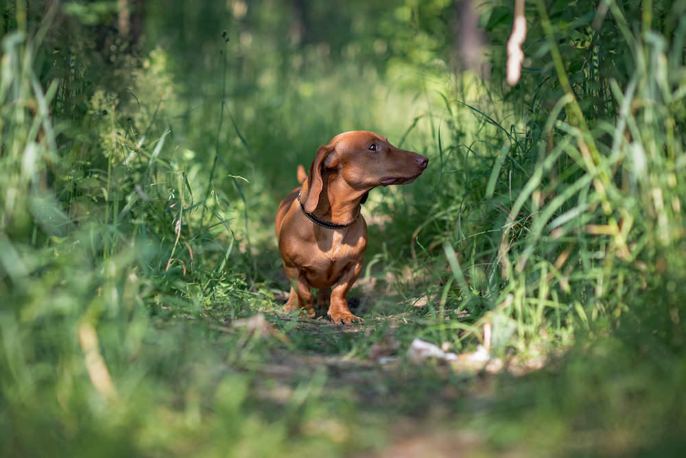 Lost Dog in the Woods? What to Do