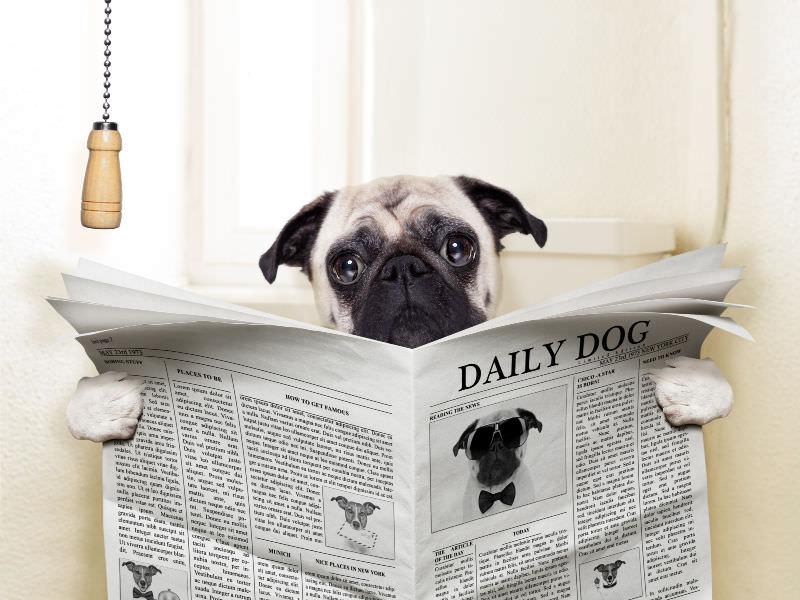 Dog sitting on the toilet reading the newspaper