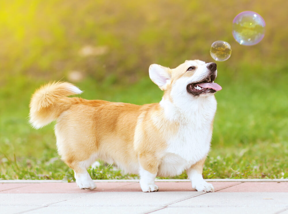 dog chasing bubbles