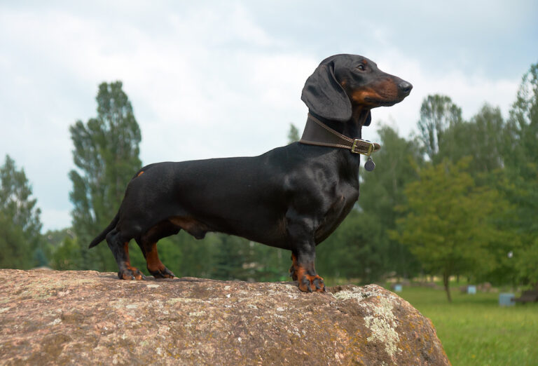 dog on rock