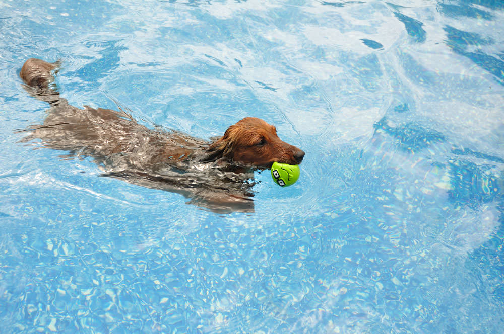 Red Long-Haired Dachshund Swimming