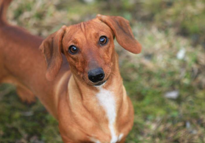 WEIner vs. WIEner and Other Nicknames for a Dachshund