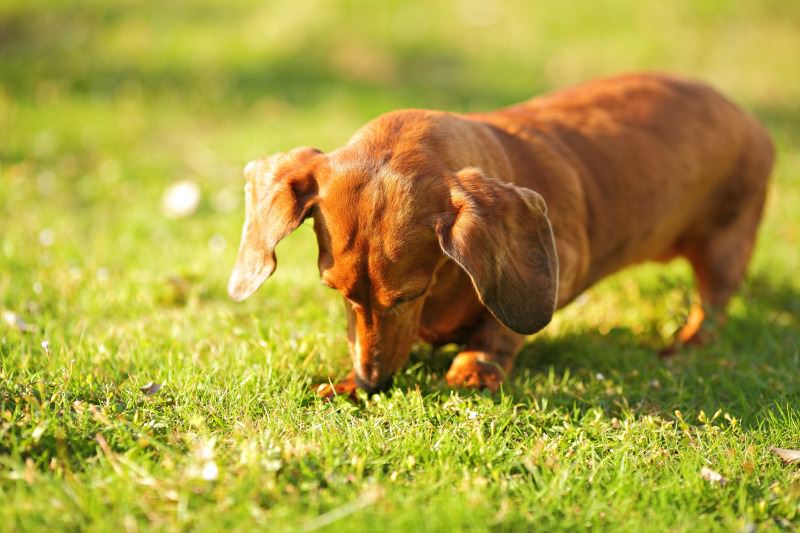 Dachshund digging - it's their natural instinct. 