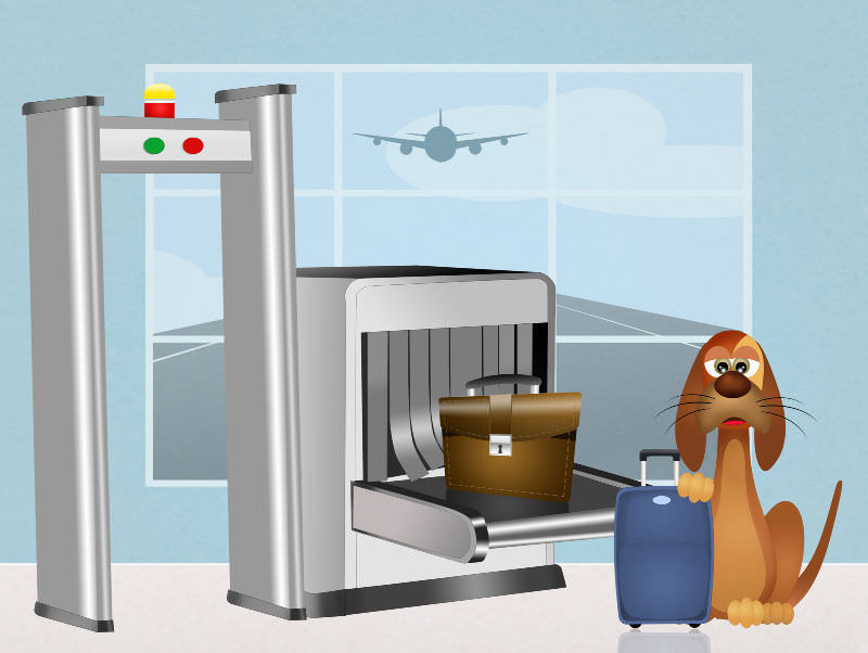 Dog waiting to go through airport security
