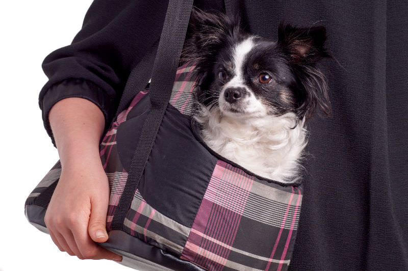 Small dog in soft sided pet carrier slung over a lady's arm like a purse