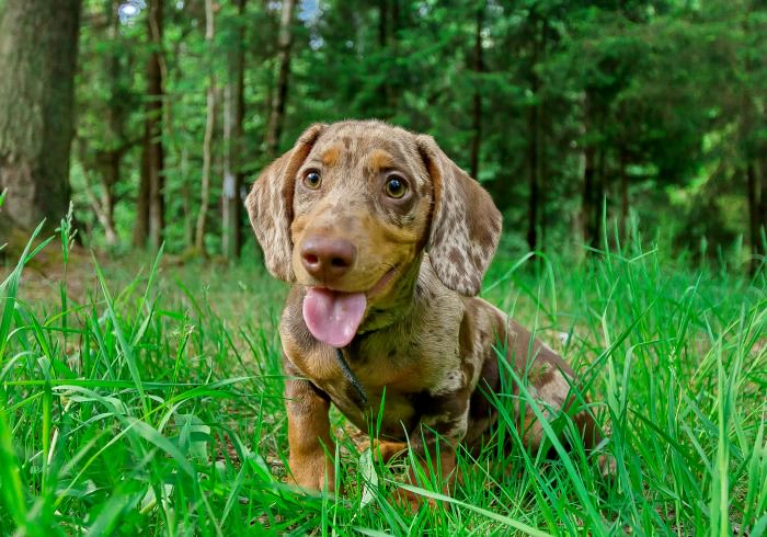 How Much Exercise Does a Miniature Dachshund Need?