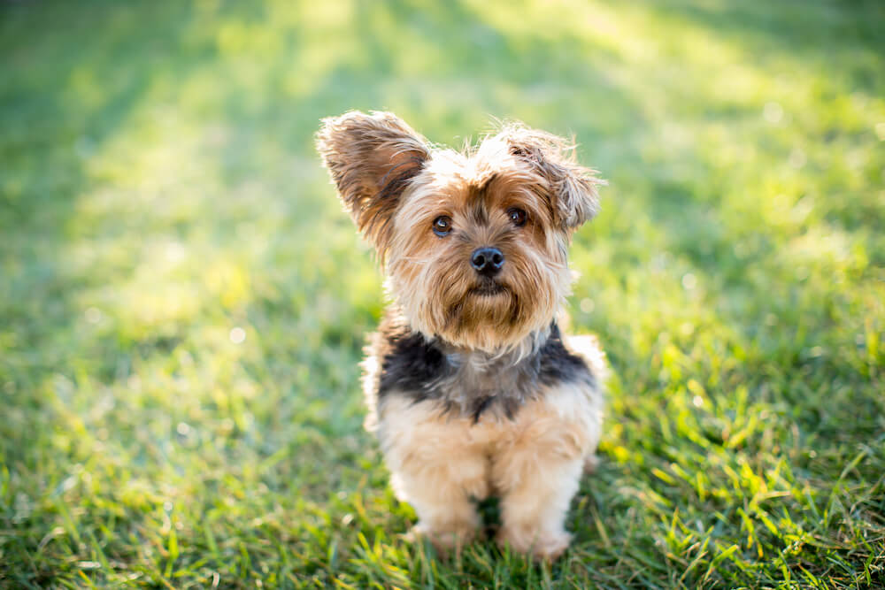 dog in grass
