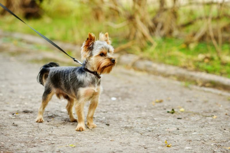 Make plenty of stops when you're on a road trip with your dog