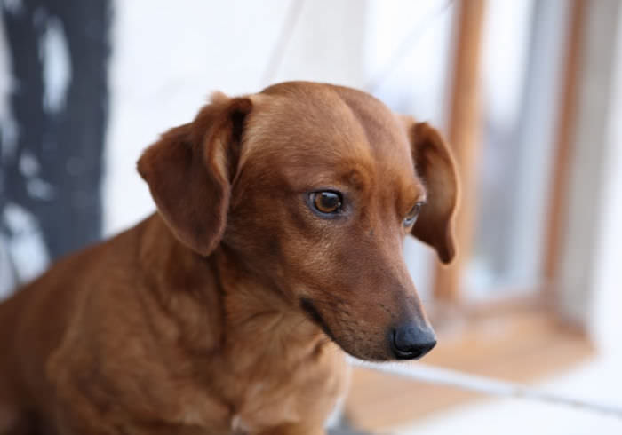 What Should My Dachshund Weigh?