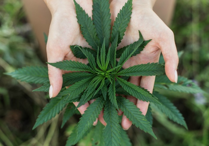 Hemp Oil vs CBD Oil for Dogs – What’s the Difference?