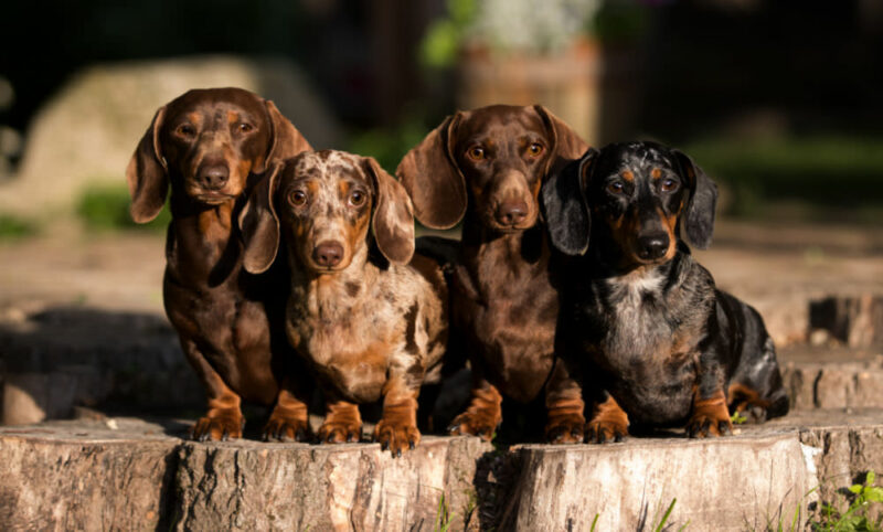 Photo Credit: Depositphotos/Lilun_lee