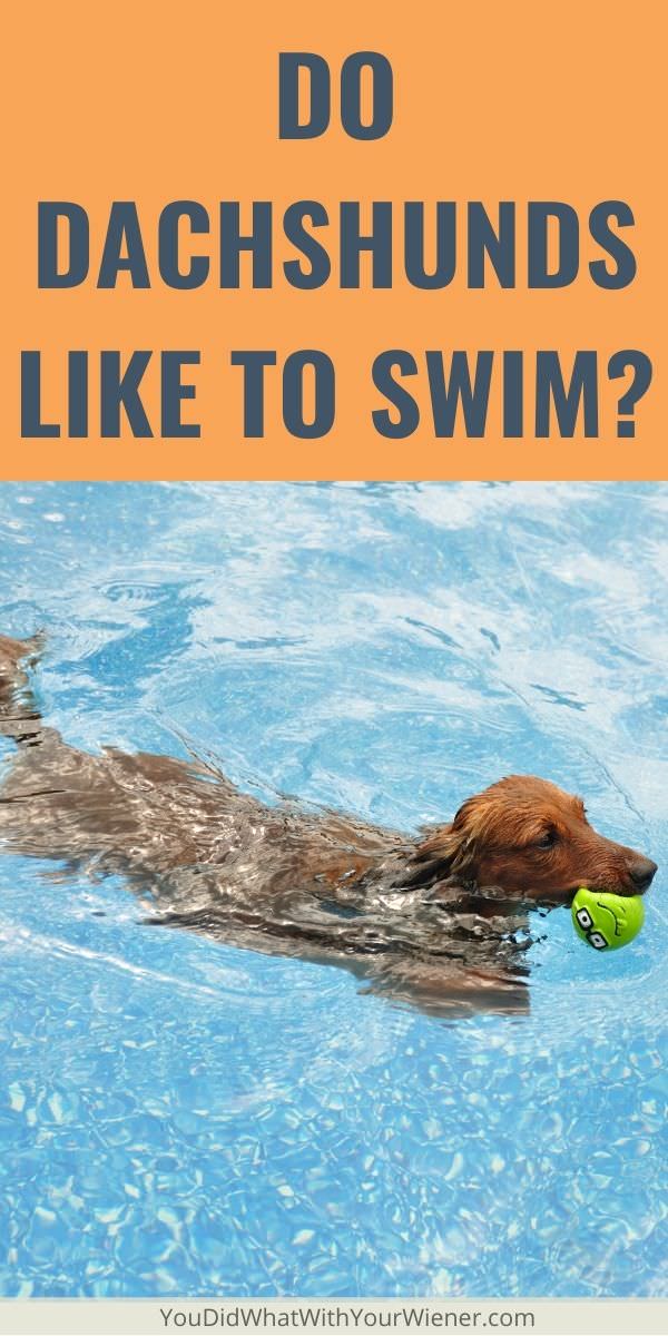 Do Dachshunds like to swim? Find out tips to get them to love the water.