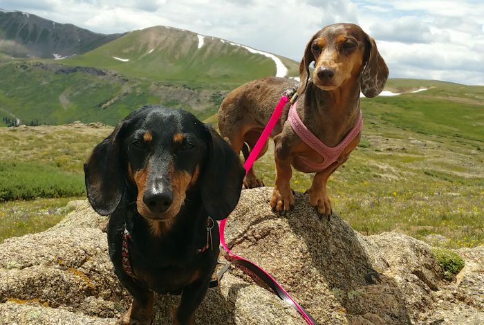 Can Dogs Get Altitude Sickness?