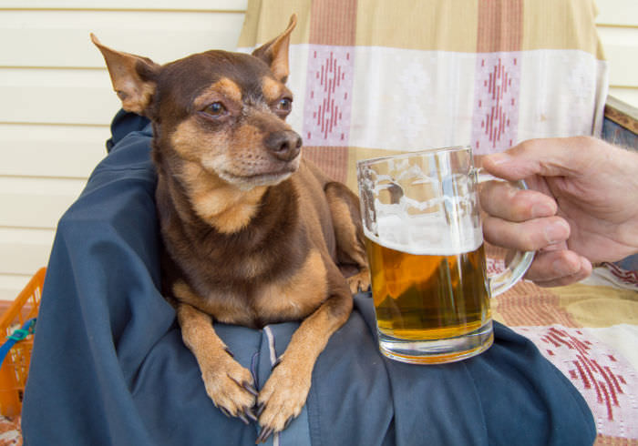 7 of the Best Dog-Friendly Breweries in Bend, Oregon