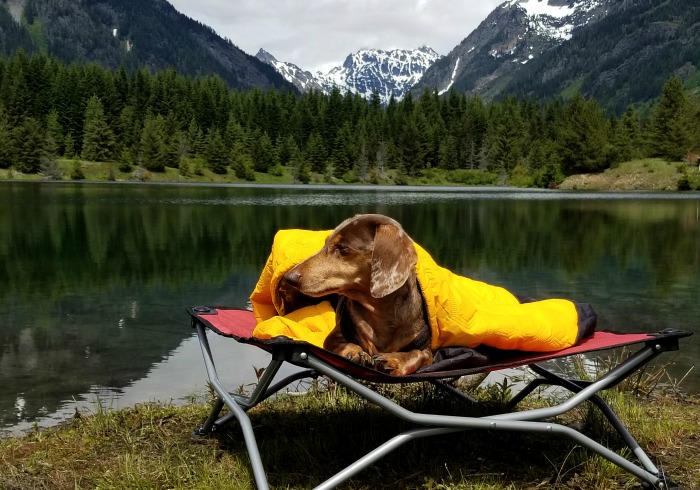 Dog Camping Gear: 10 Must-Have Items for Your Next Adventure