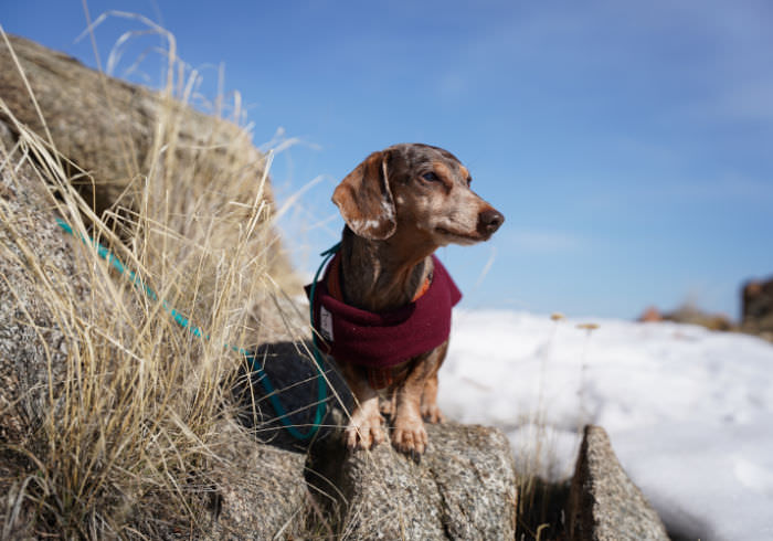 Where to Snowshoe with Your Dog in Washington State