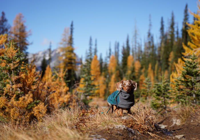 19 Best Dog Friendly Golden Larch Hikes in Washington State