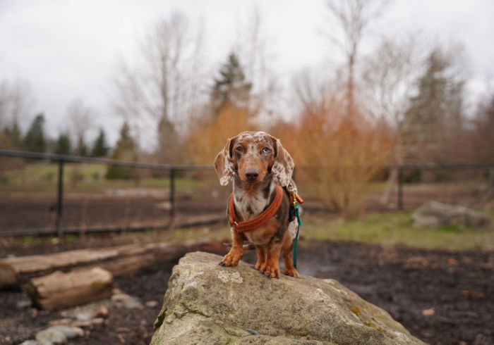 13 Important Dog Park Rules to Follow (And Two I Always Break)