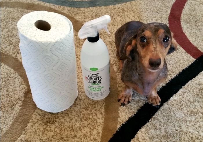 How to Get the Dog Pee Smell Out of Your Carpet