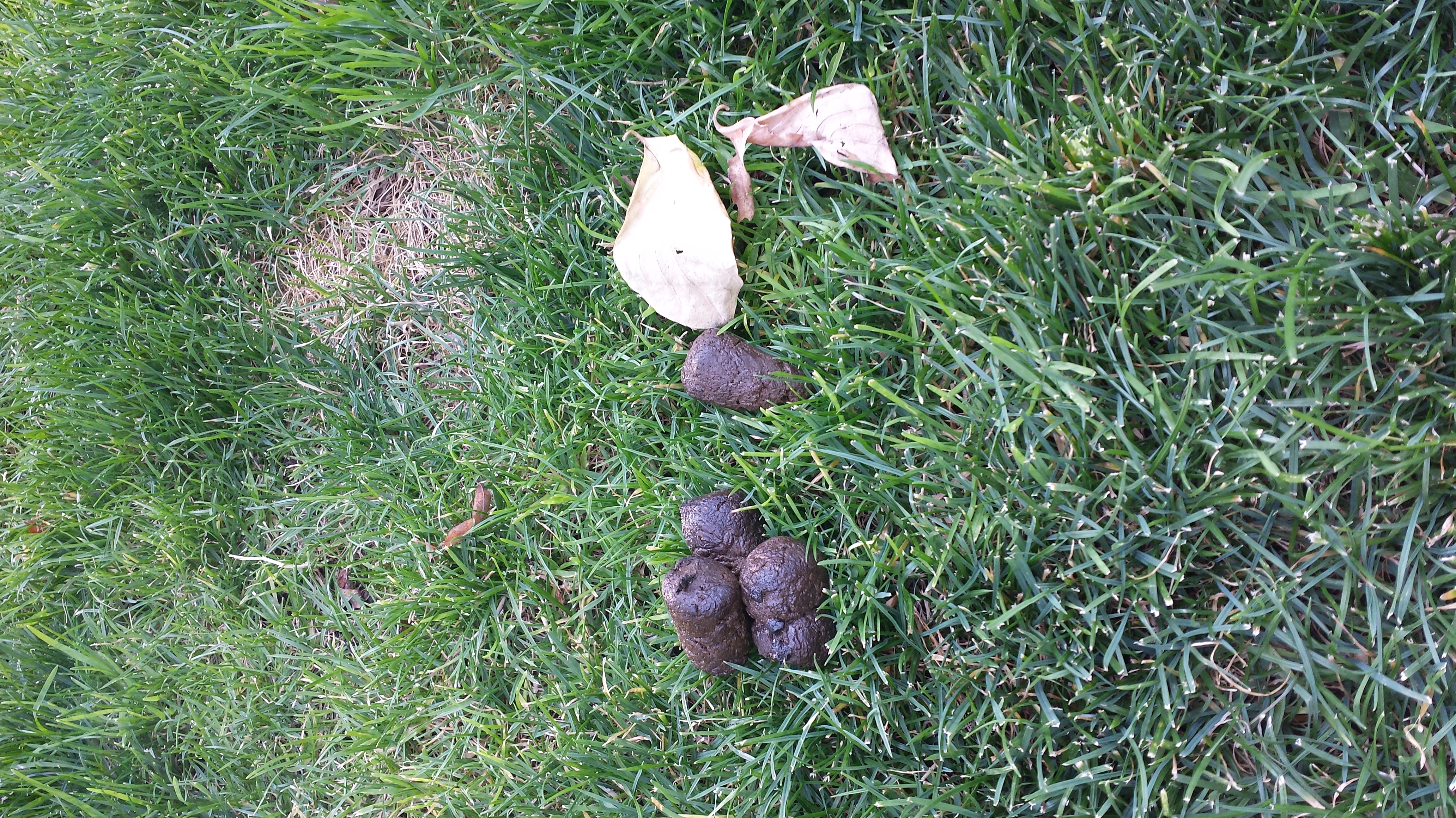 Who Are These People Who Don’t Pick Up Their Dog’s Poop?