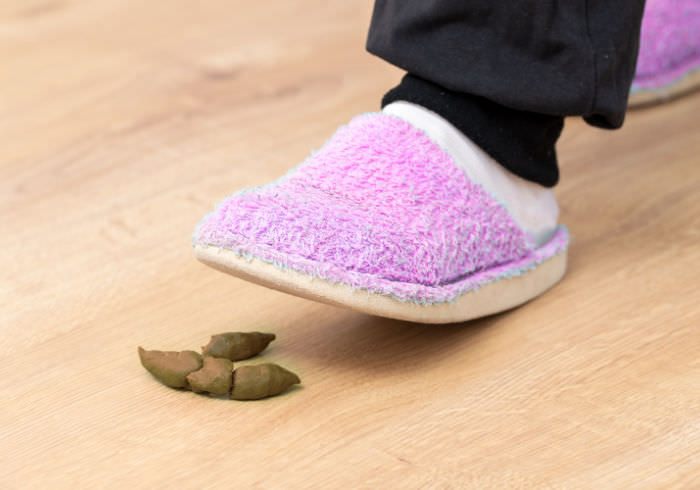 What is Pooping in the House Season (and What Can You Do About It)?
