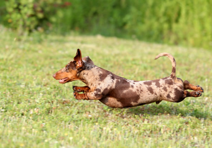 5 Ways to Keep Your Dog From Running Away While Camping