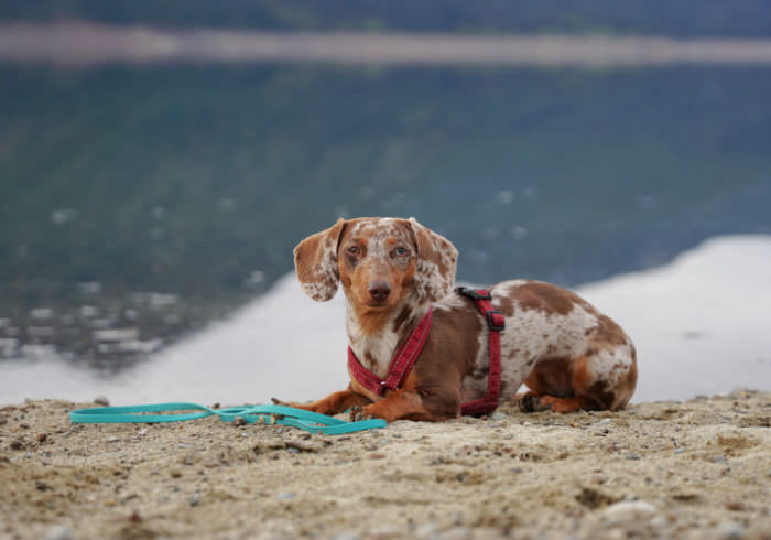 Opinion: Dog Training Doesn’t Have to Look Like Obedience