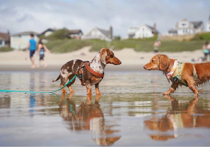 Dog Travel Essentials (Printable Checklist) for A Pet Friendly Vacation
